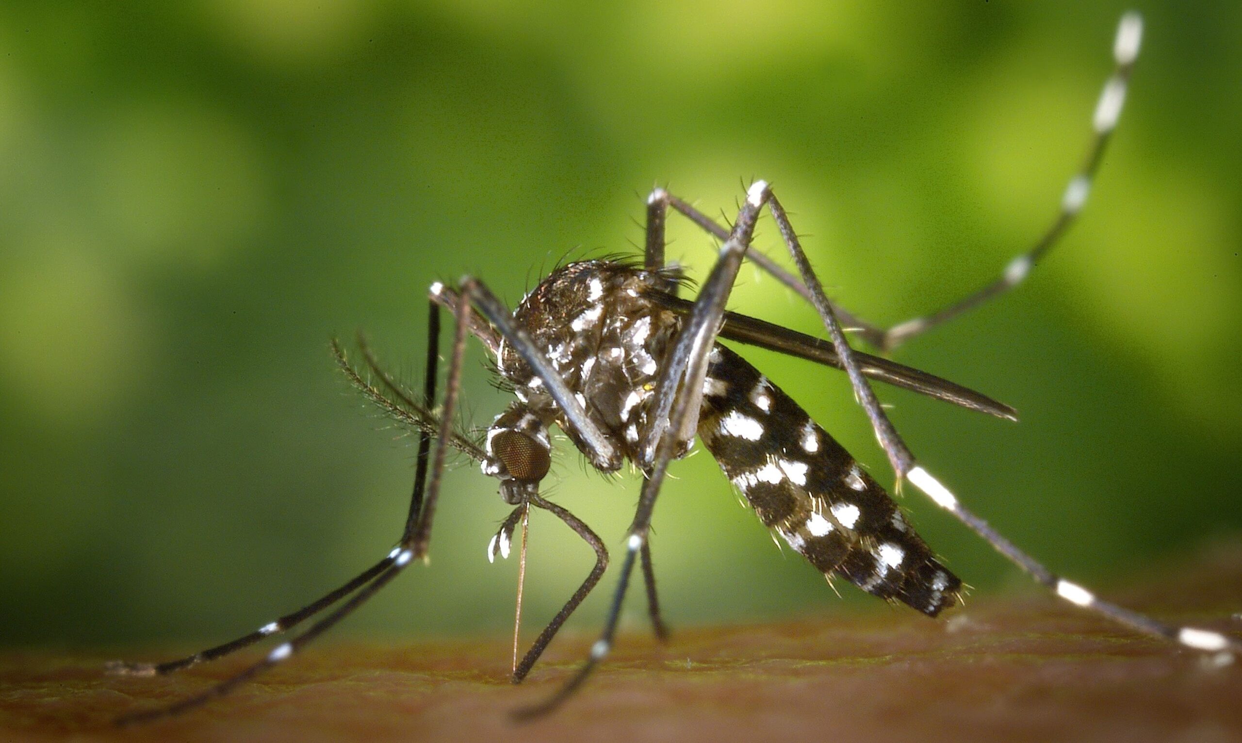 aedes aegyptis