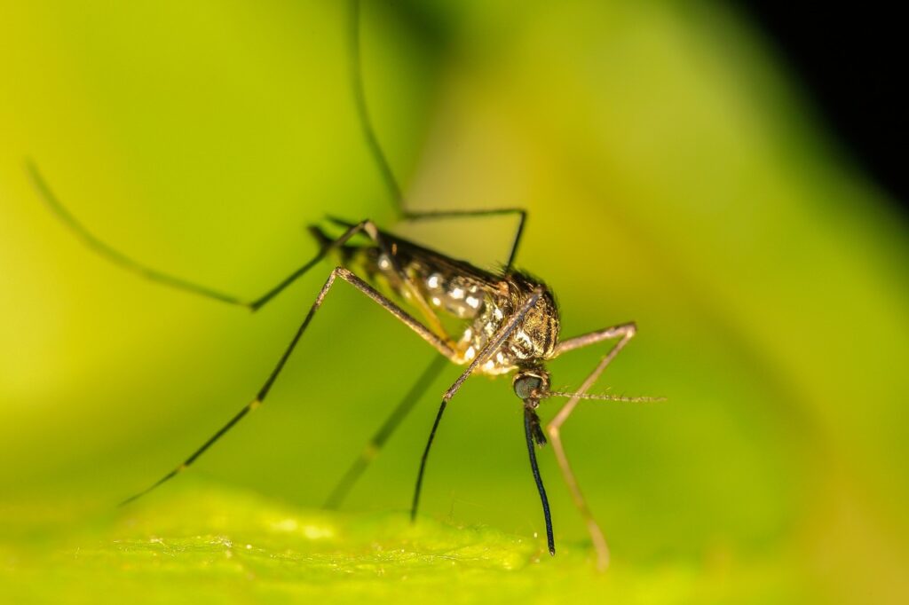 mosquito, insects, sting-4583101.jpg