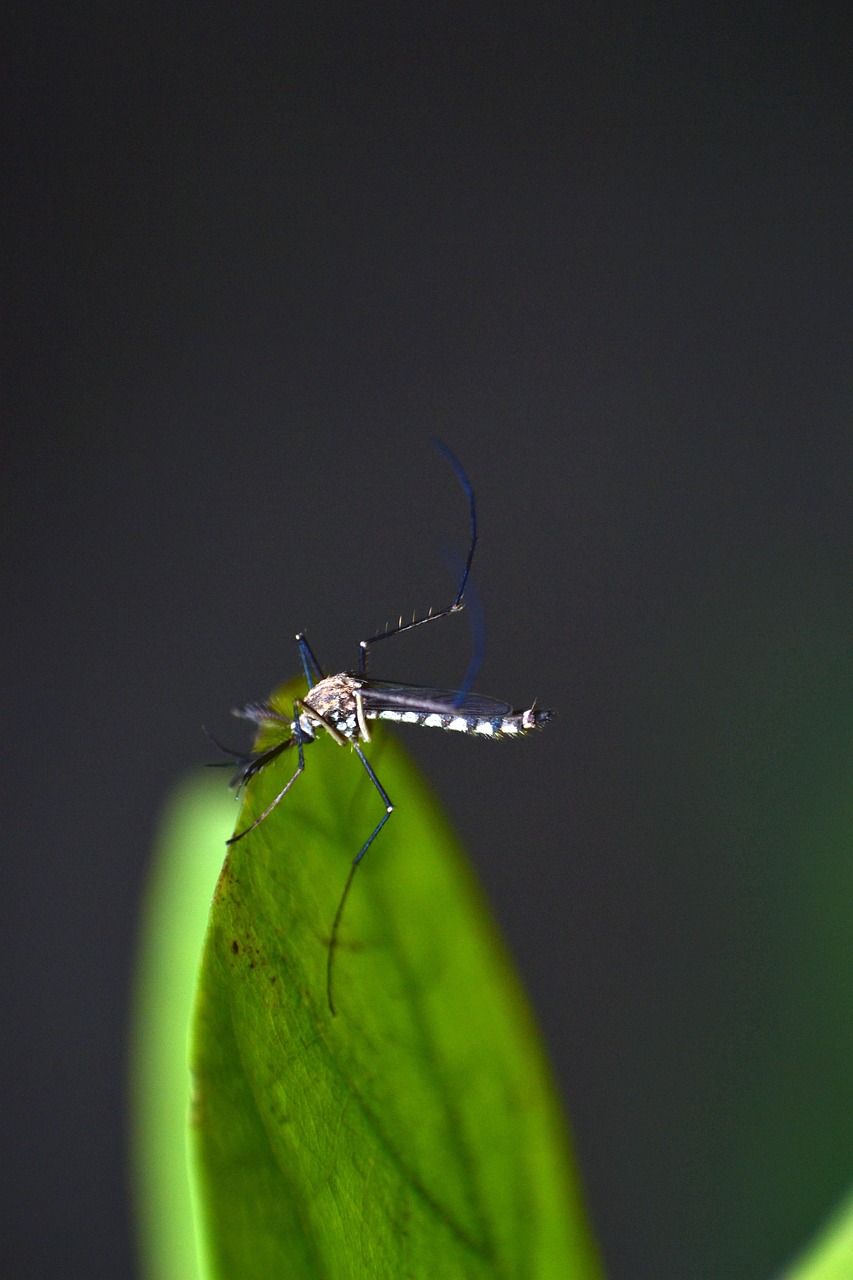 mosquito, nature, bug-4998247.jpg